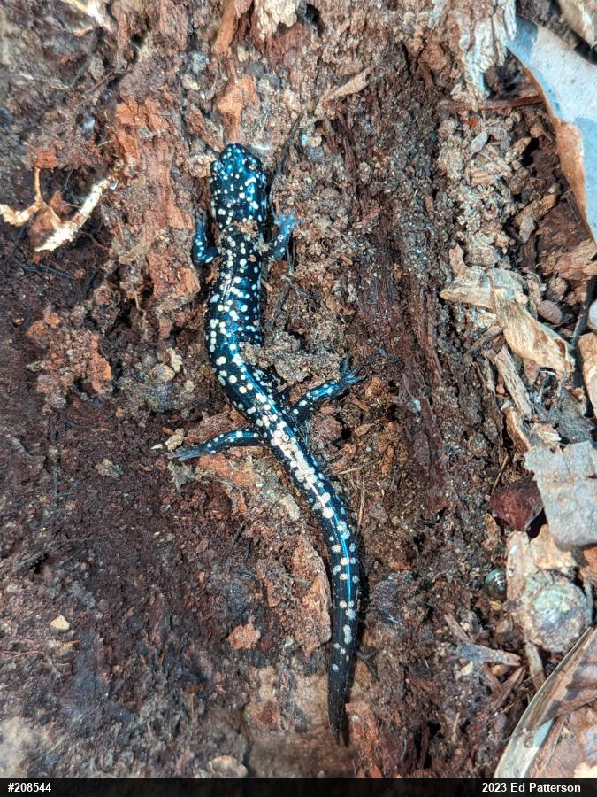 Northern Slimy Salamander