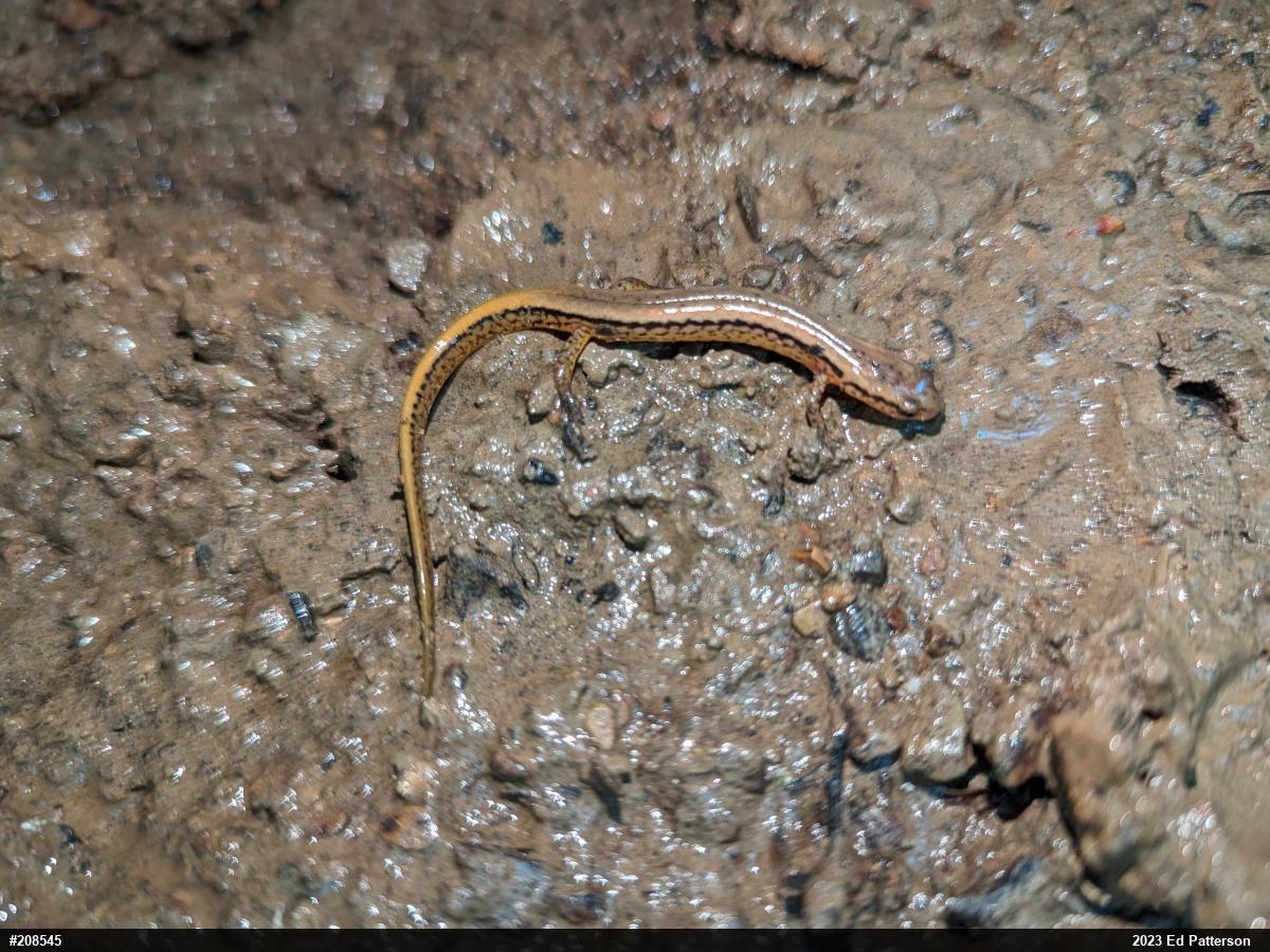 Northern Two-lined Salamander