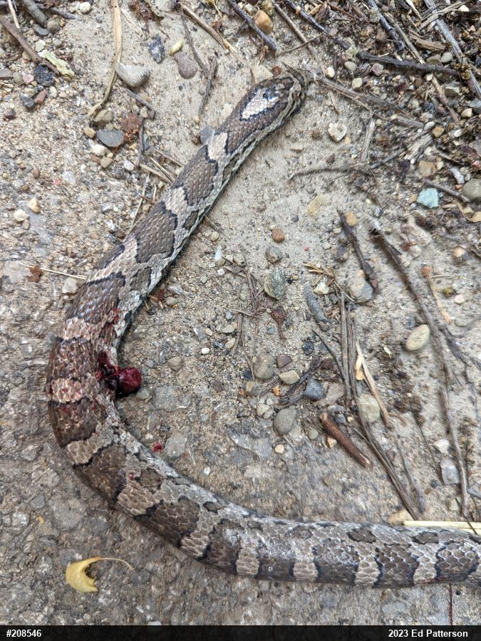 Eastern Milksnake