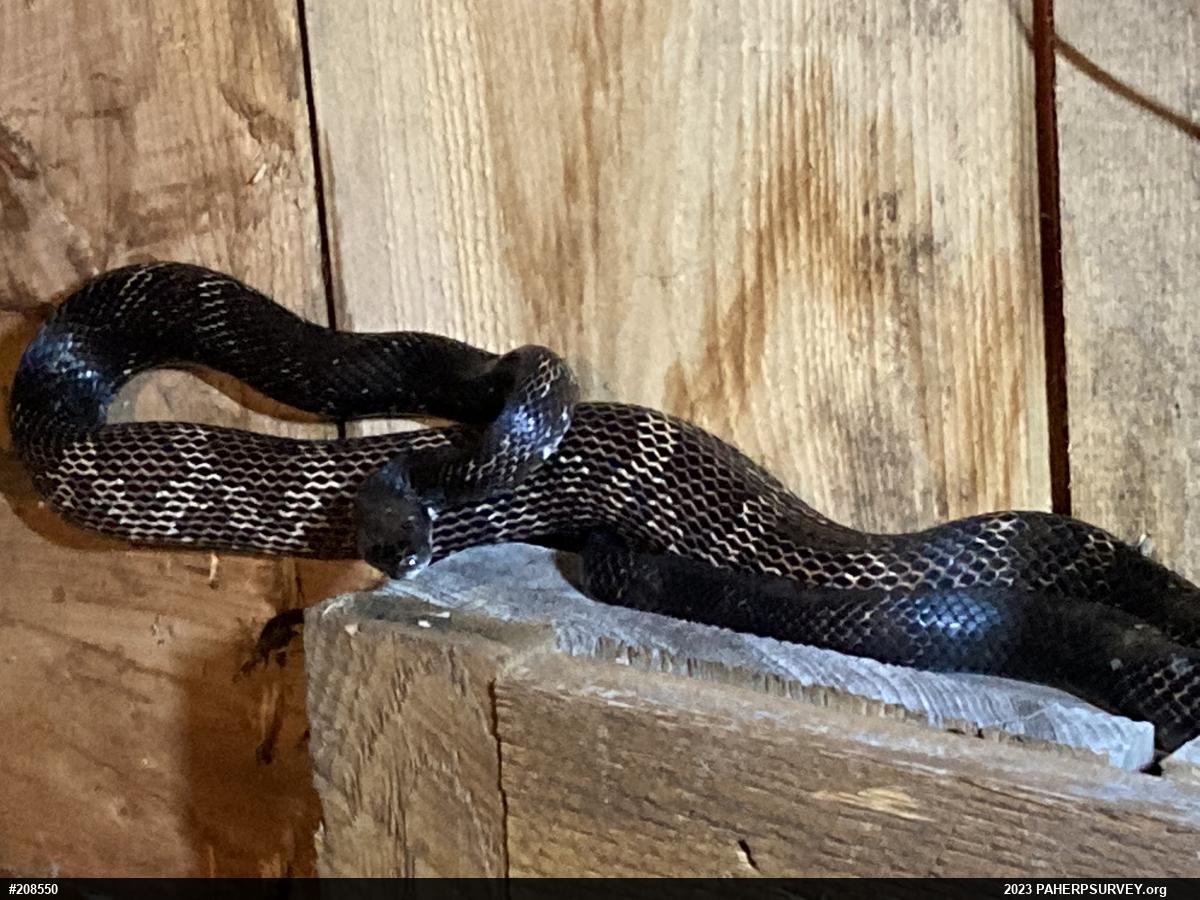 Eastern Ratsnake