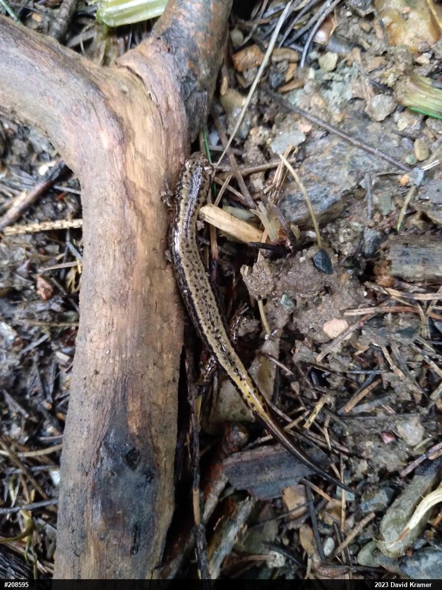 Northern Two-lined Salamander