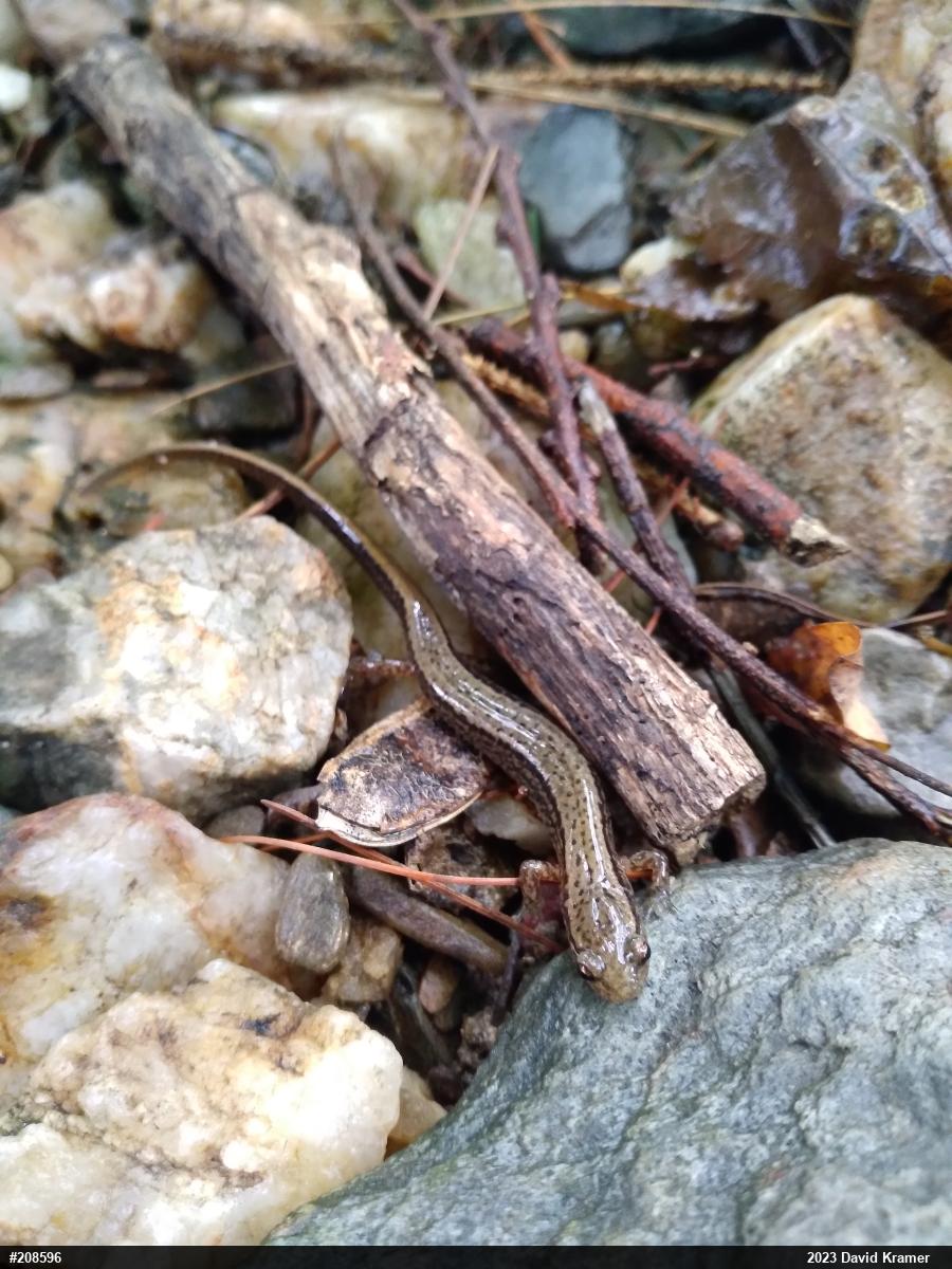 Northern Two-lined Salamander