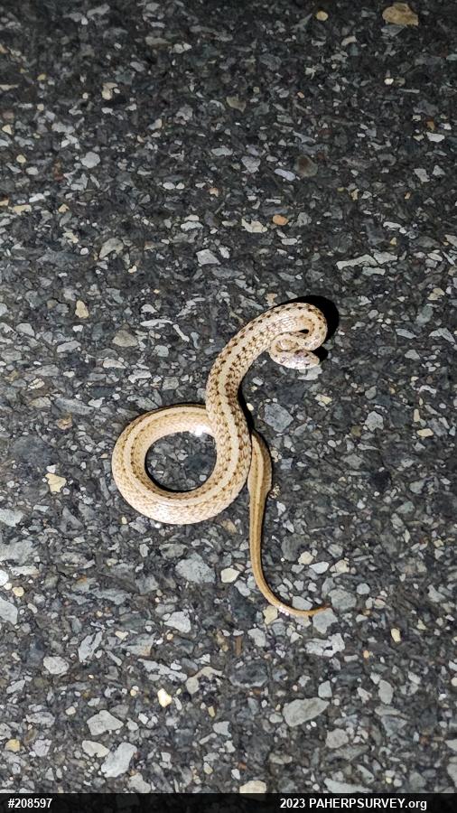 Dekay's Brownsnake