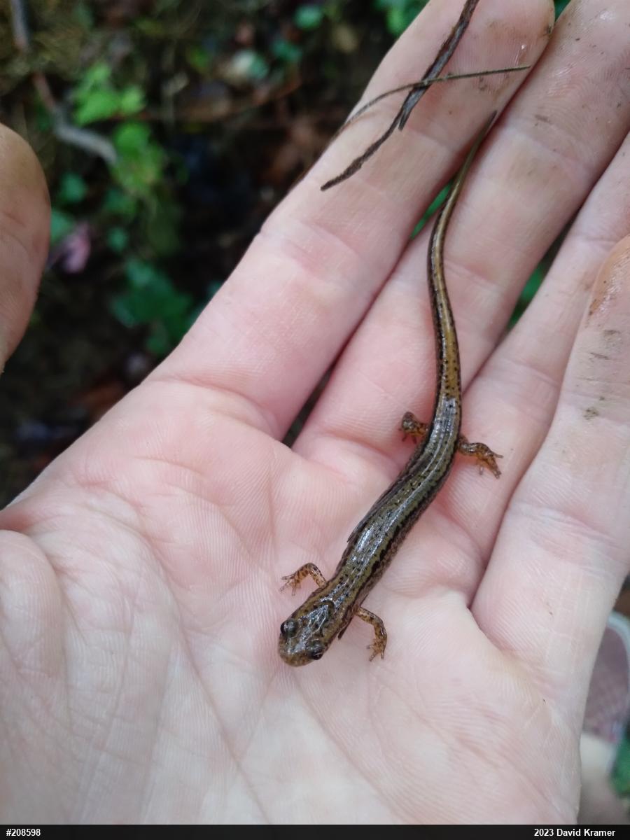 Northern Two-lined Salamander