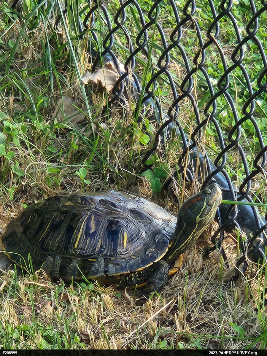 Red-eared Slider