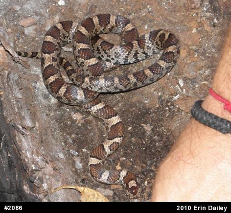 Eastern Milksnake