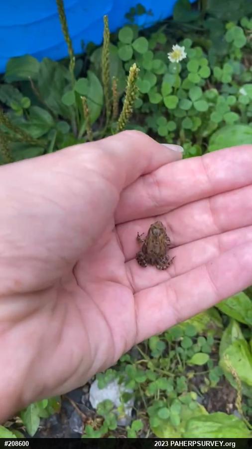Eastern American Toad