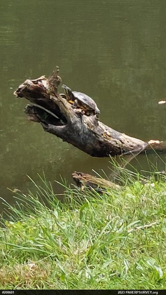 Red-eared Slider