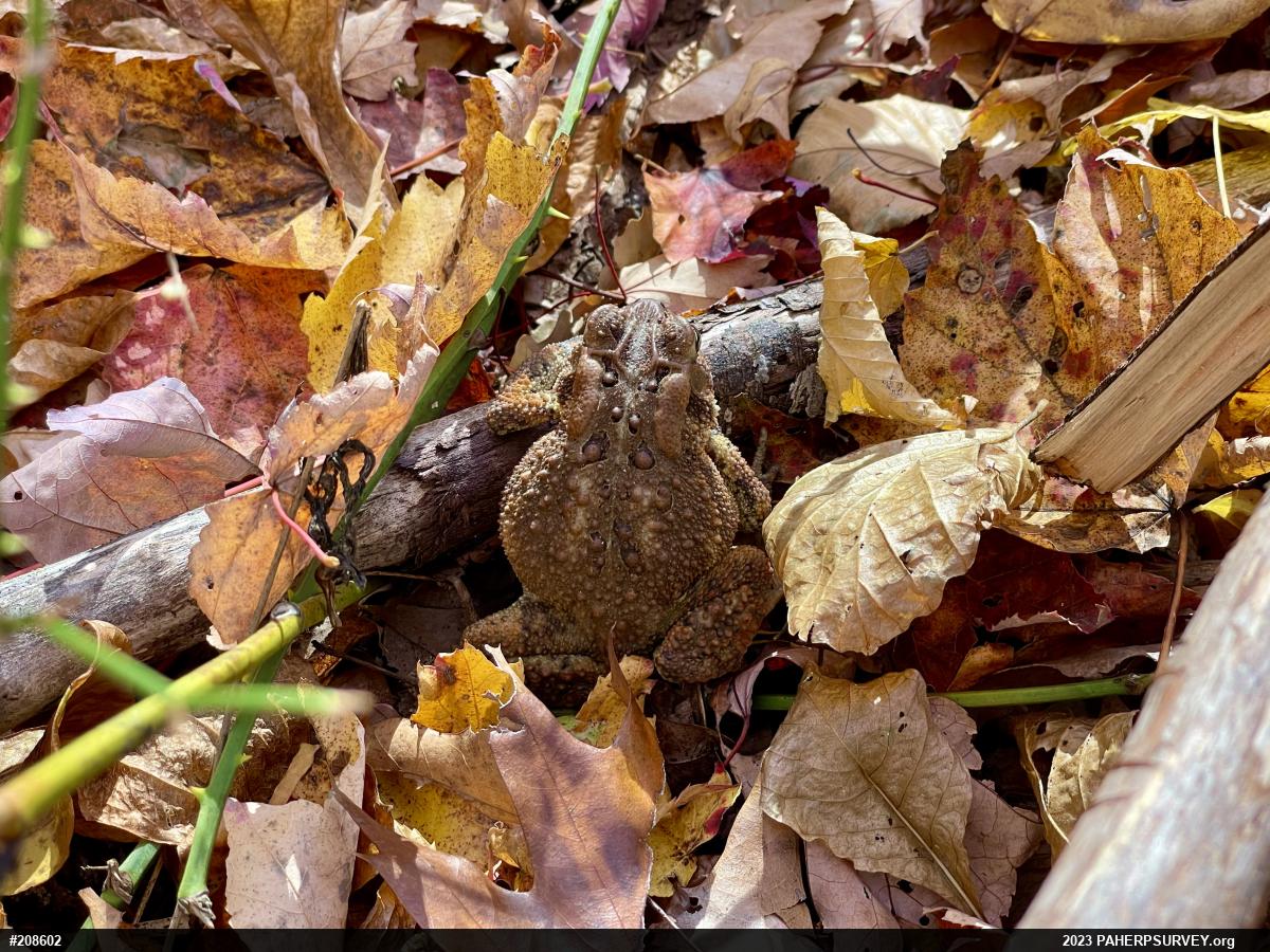 Eastern American Toad