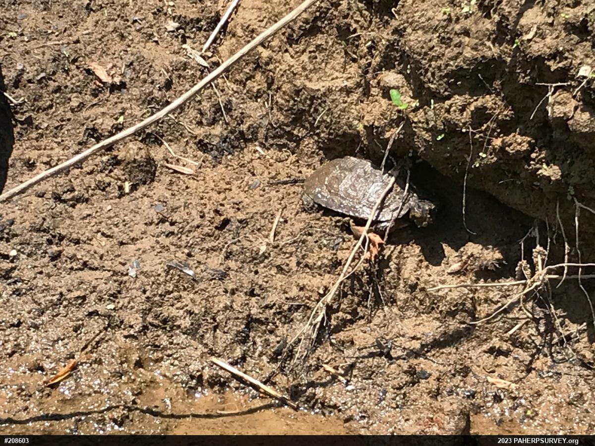 Wood Turtle