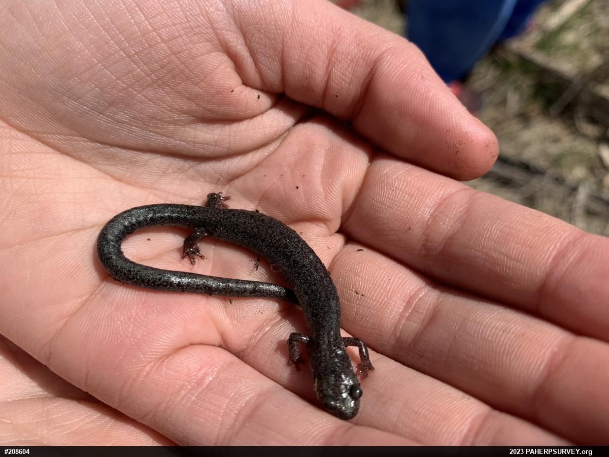Woodland Salamanders