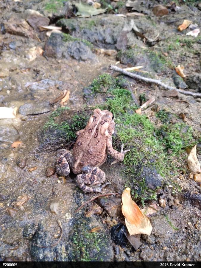 Eastern American Toad