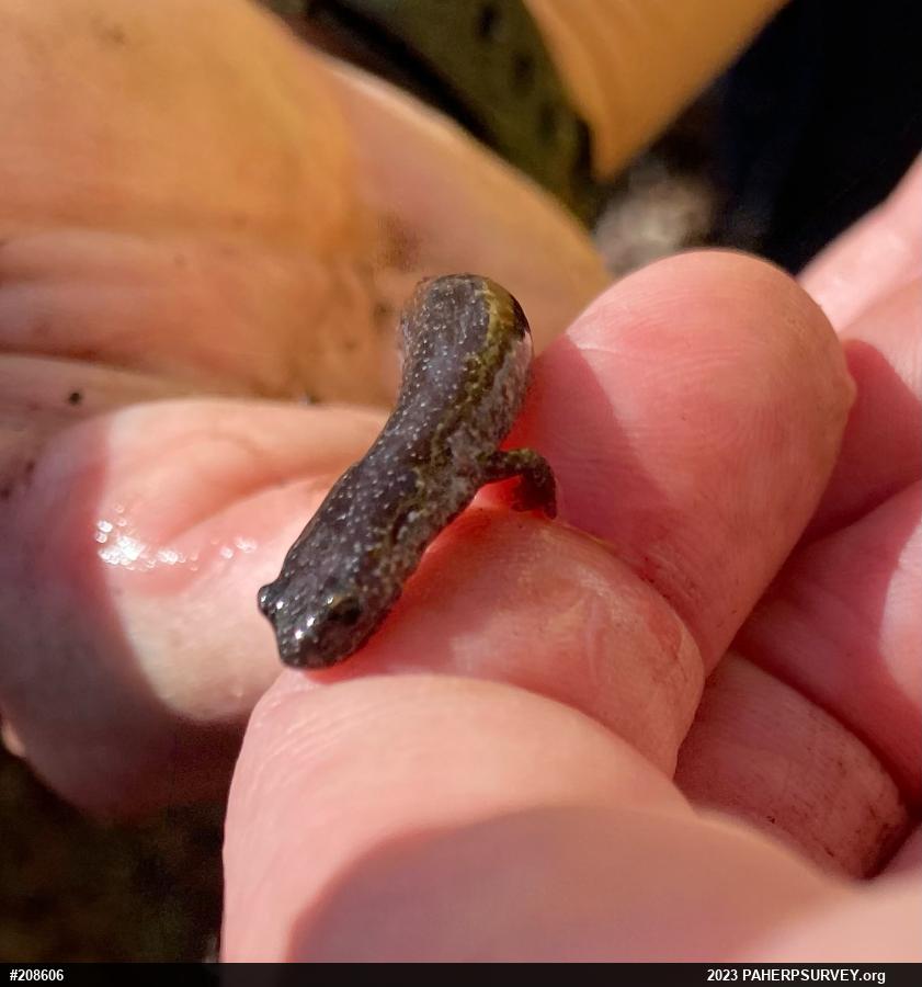 Northern Ravine Salamander