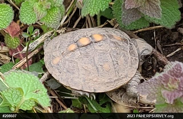 Eastern Box Turtle