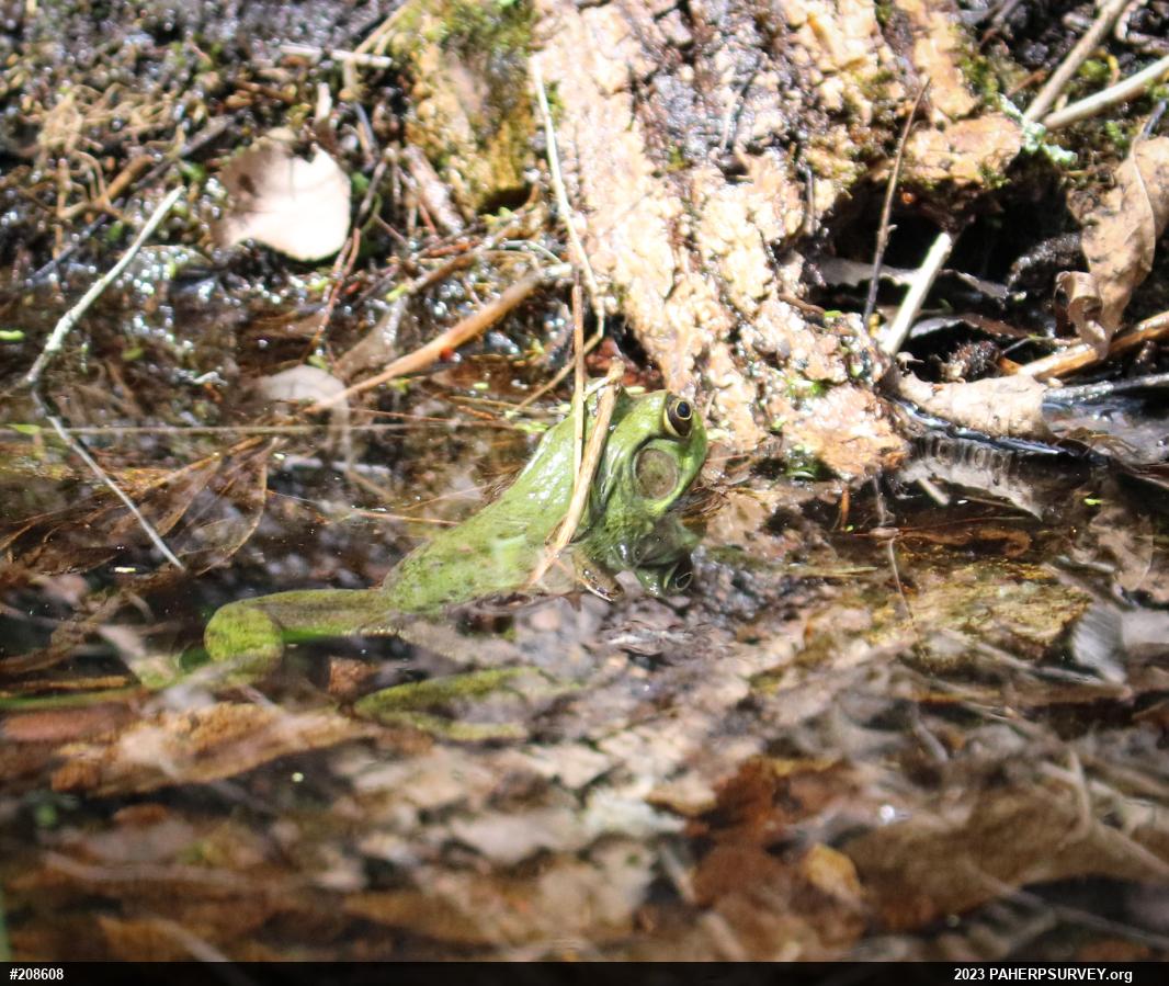 Green Frog