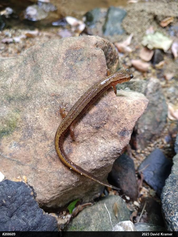 Northern Two-lined Salamander