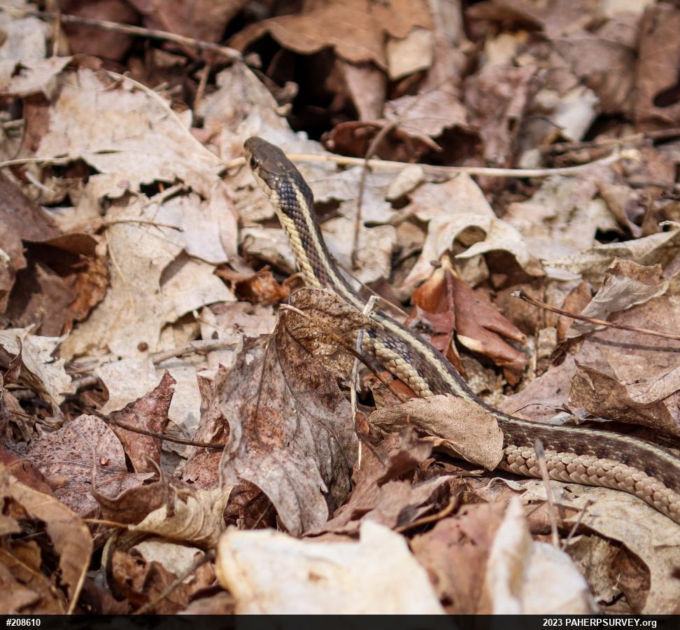 Eastern Gartersnake