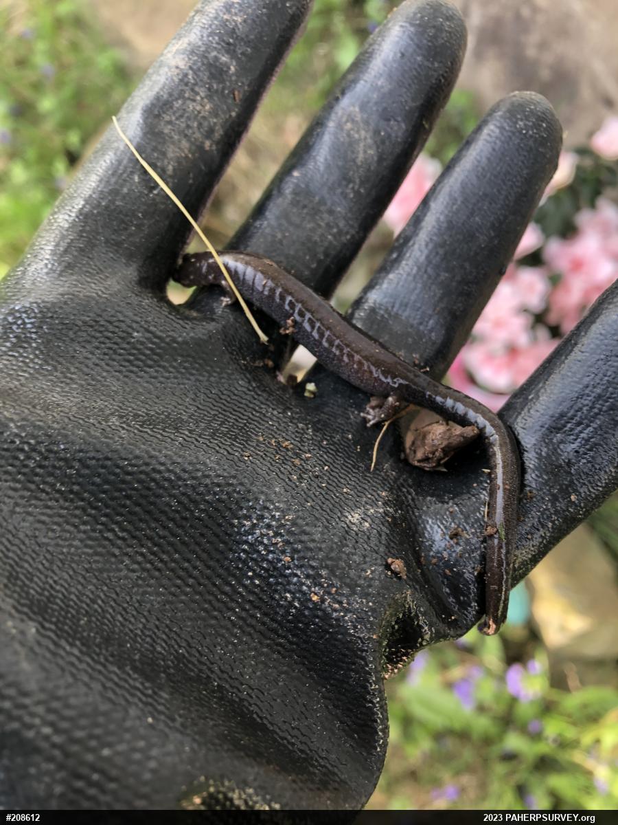 Eastern Red-backed  Salamander