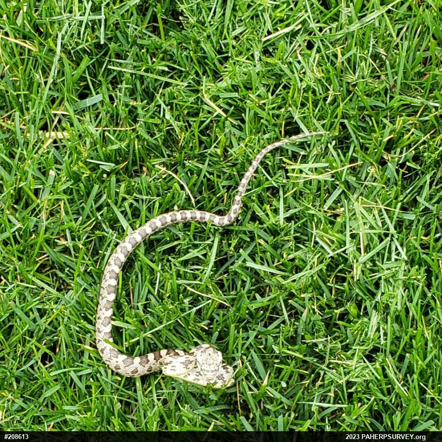 Eastern Ratsnake