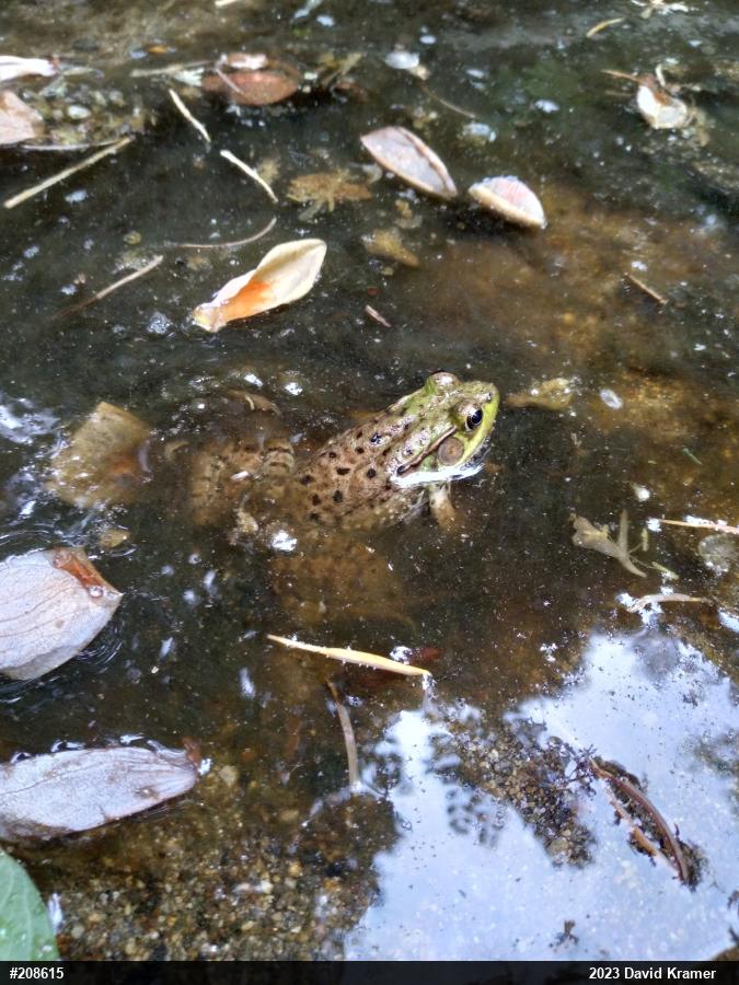 Green Frog