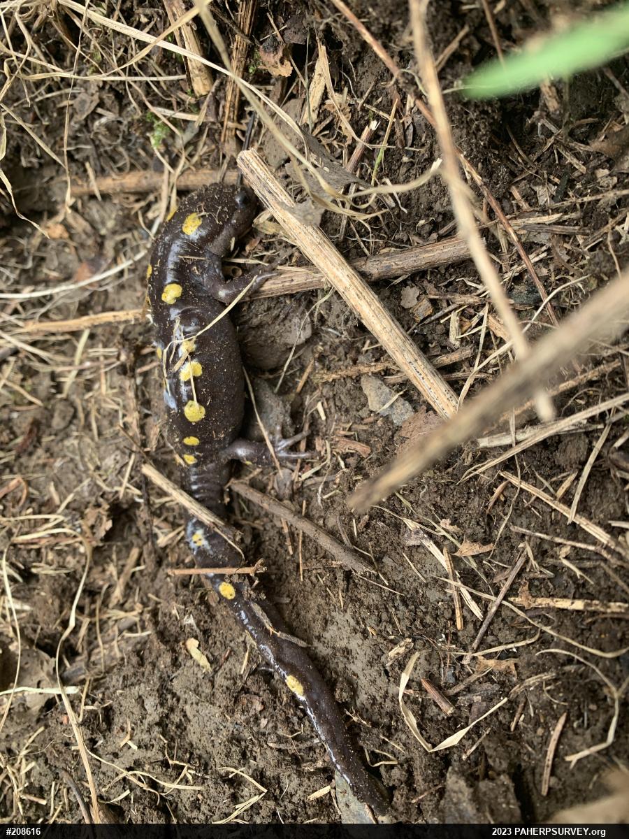 Spotted Salamander