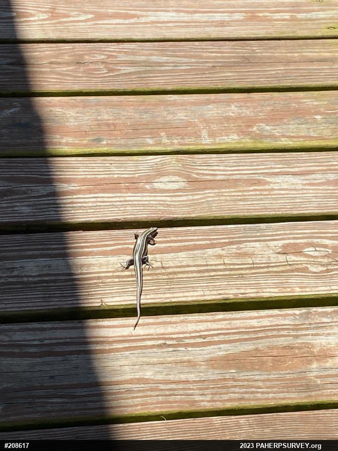 Common Five-lined Skink