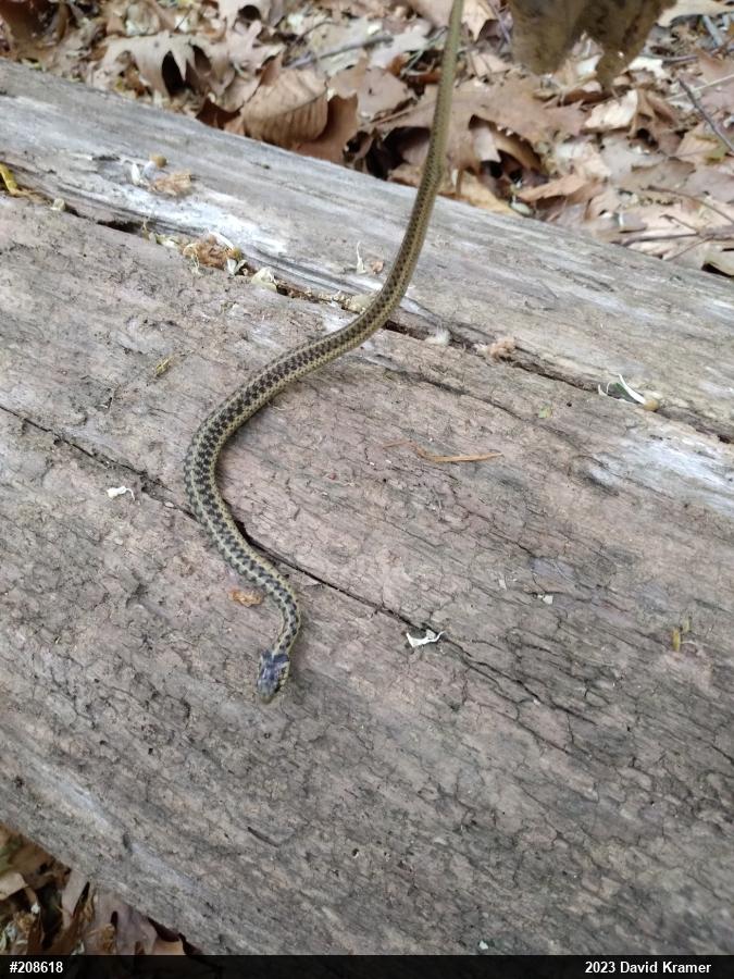 Eastern Gartersnake
