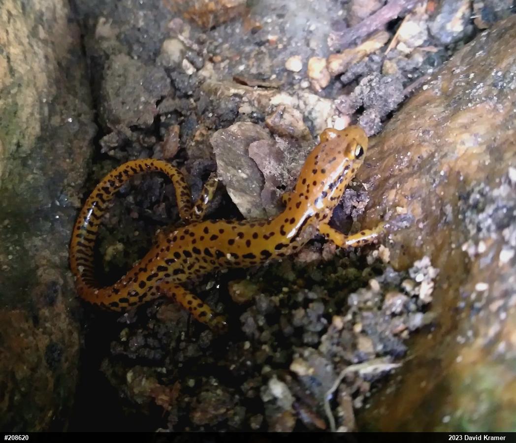 Eastern Long-tailed Salamander