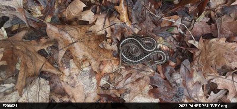 Eastern Gartersnake