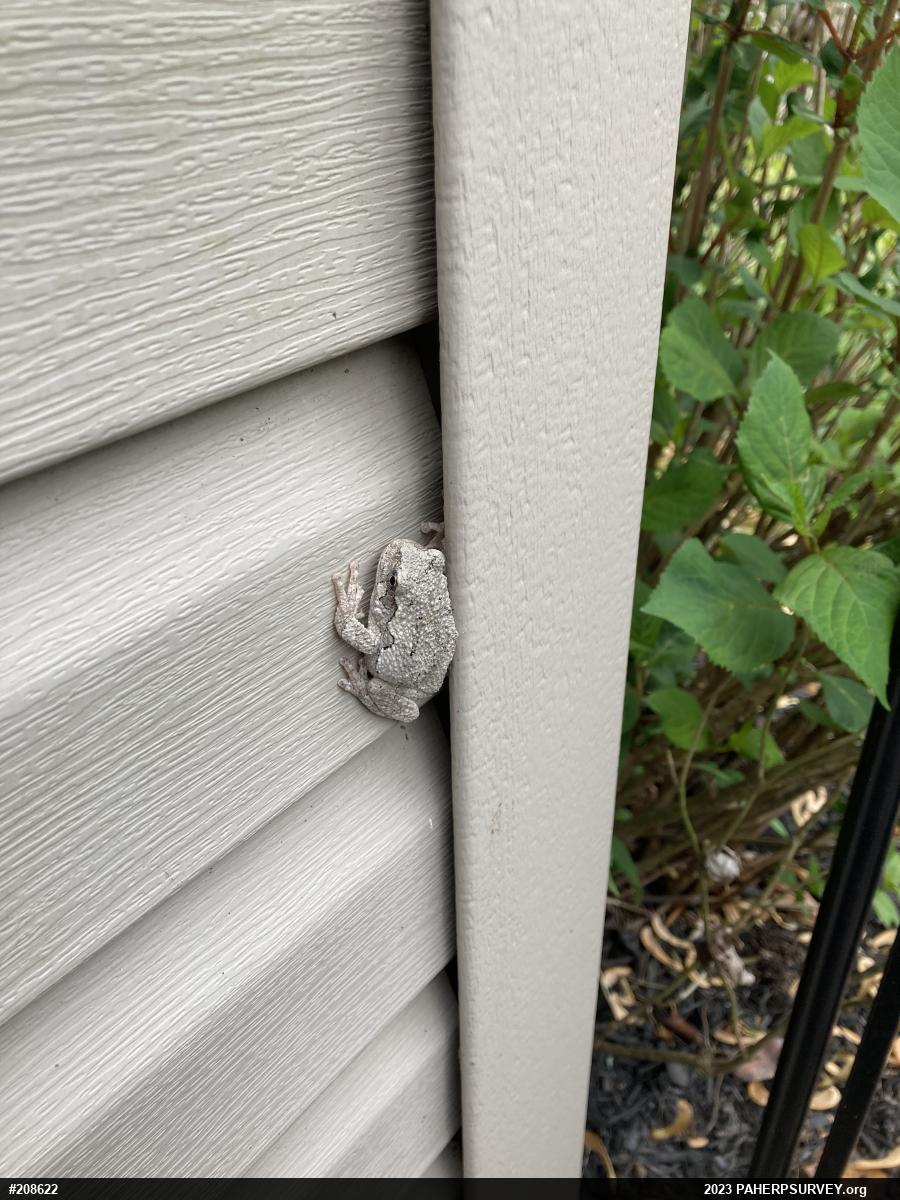 Unknown Gray Treefrog