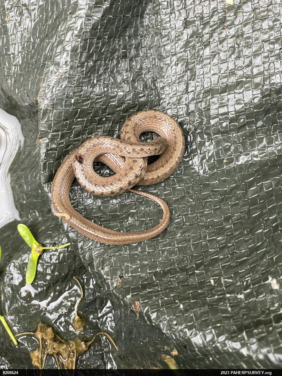 Dekay's Brownsnake