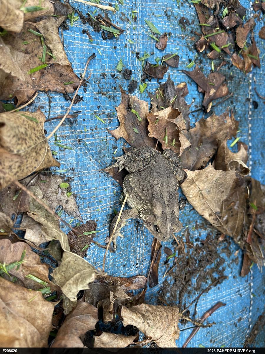 Eastern American Toad