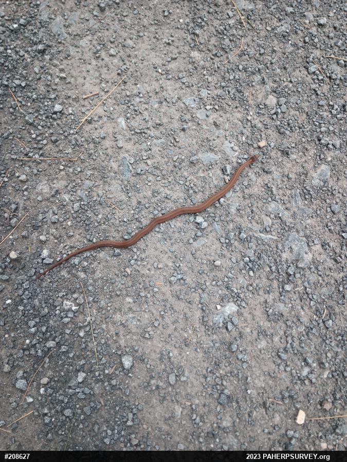 Red-bellied Snake