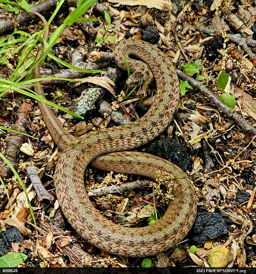 Dekay's Brownsnake