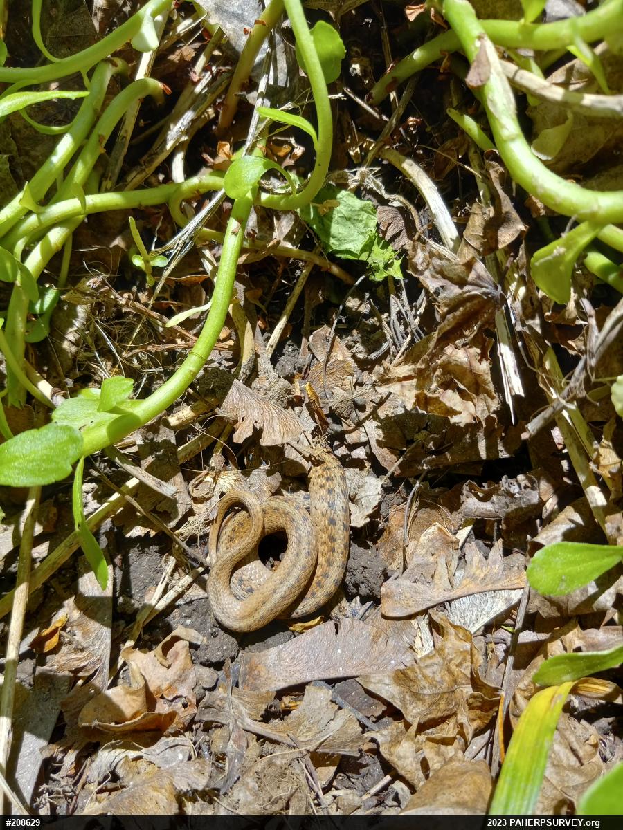 Dekay's Brownsnake