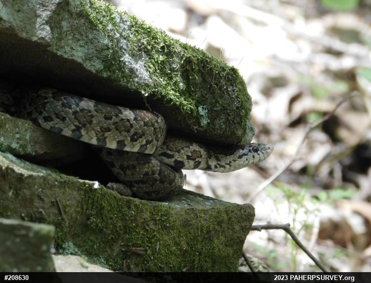Eastern Milksnake