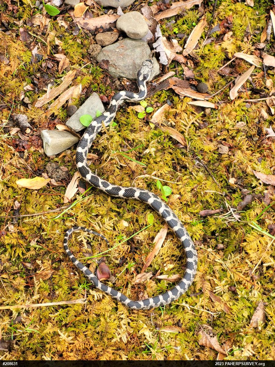 Eastern Ratsnake