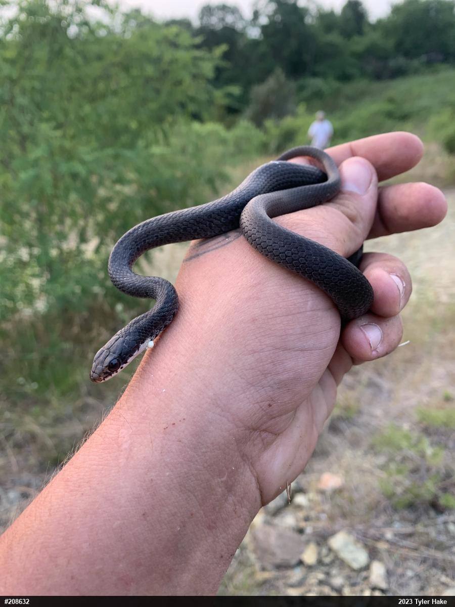 Northern Black Racer