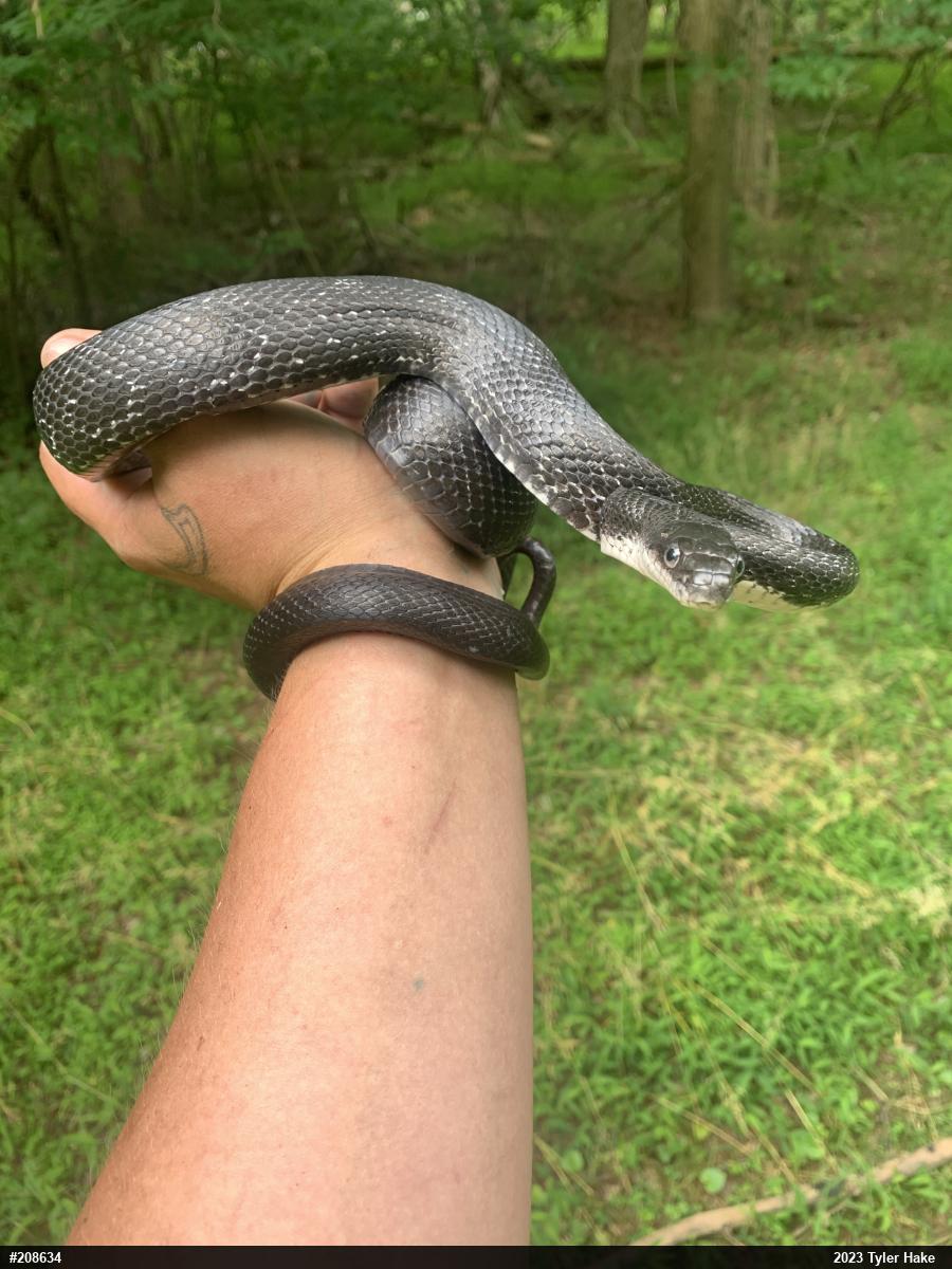 Eastern Ratsnake