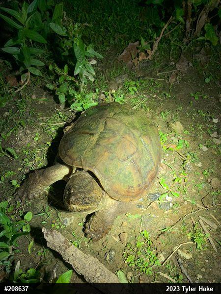 Snapping Turtle