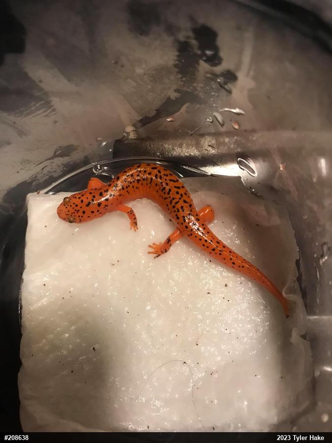 Northern Red Salamander