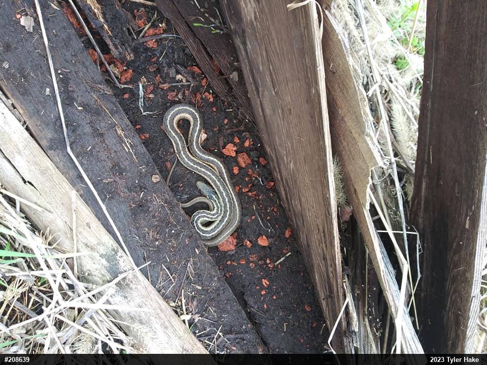 Eastern Gartersnake