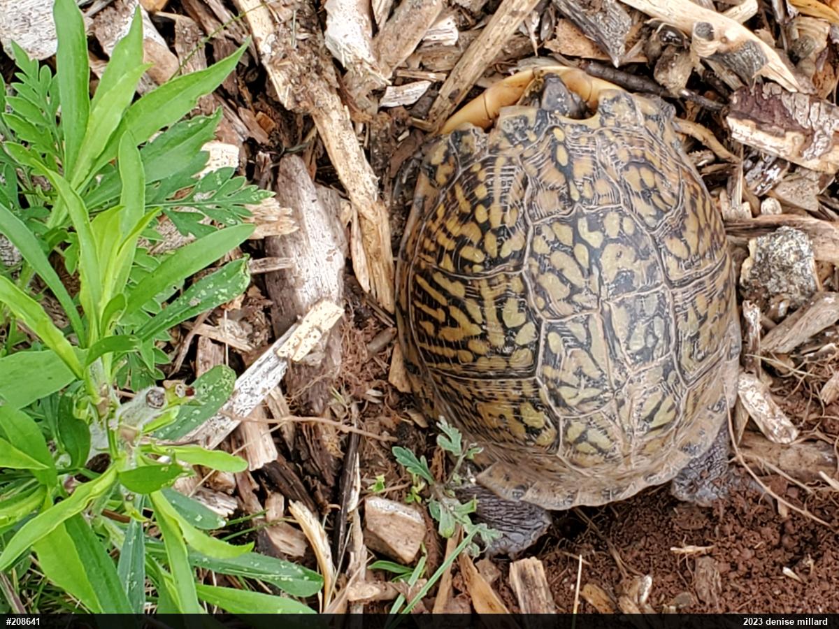 Eastern Box Turtle