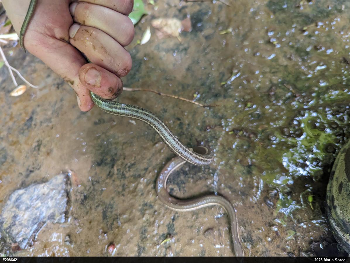Queensnake