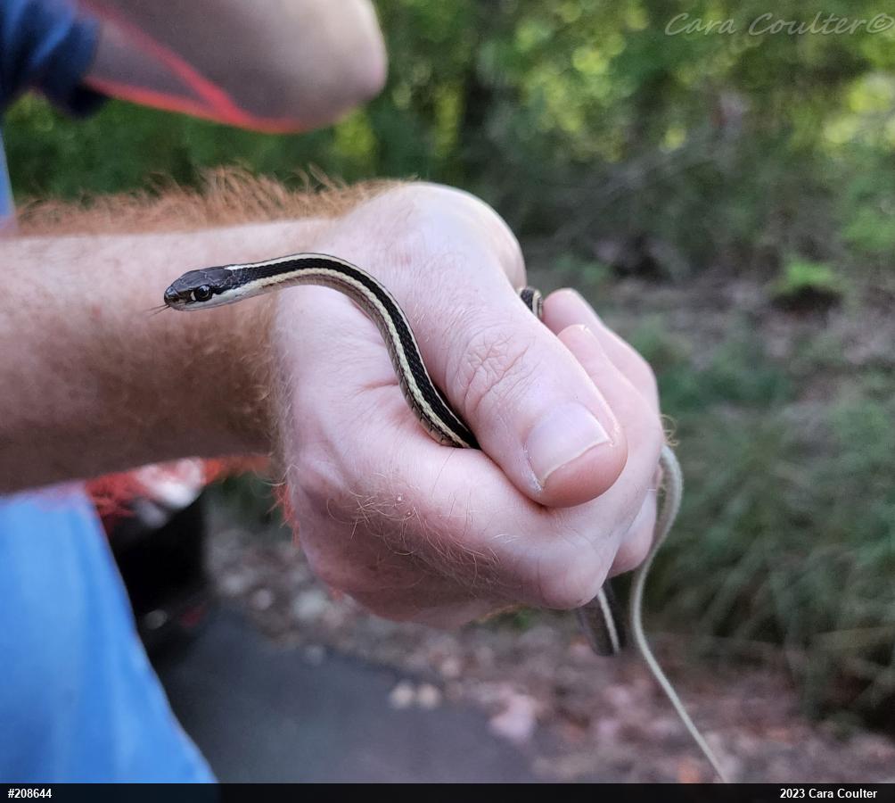 Eastern Ribbonsnake