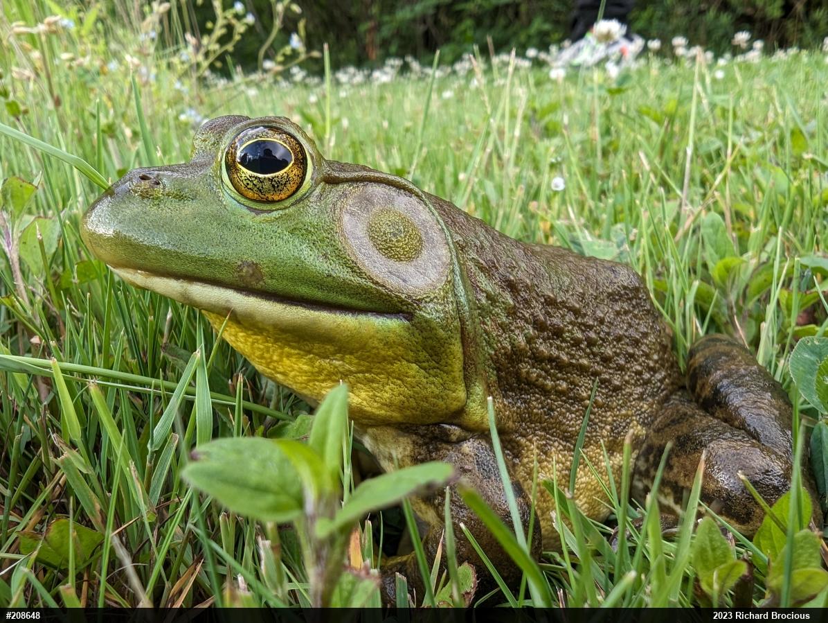 American Bullfrog
