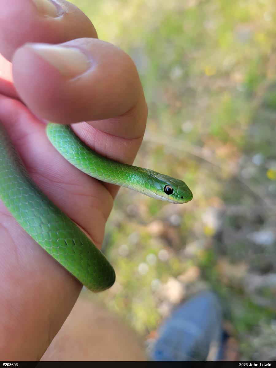 Smooth Greensnake