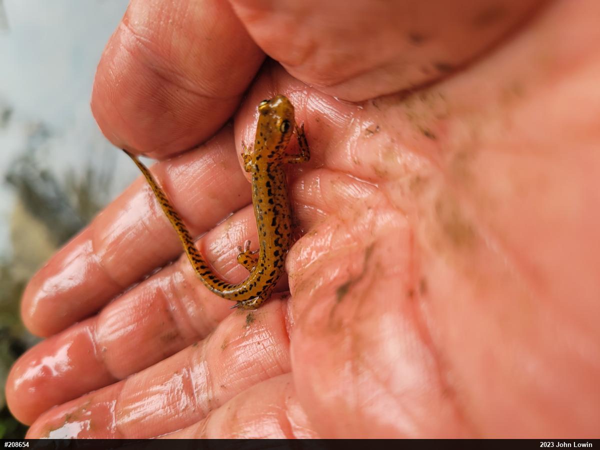 Eastern Long-tailed Salamander