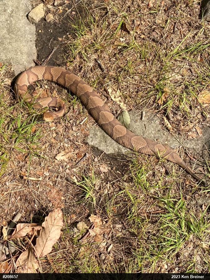Northern Copperhead