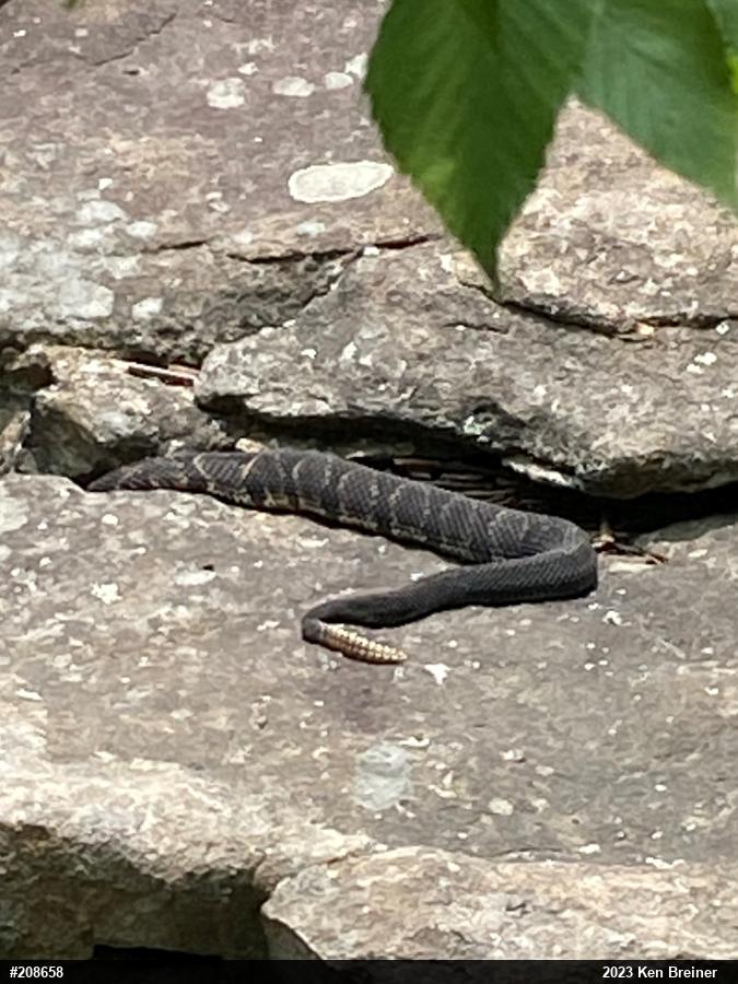 Timber Rattlesnake